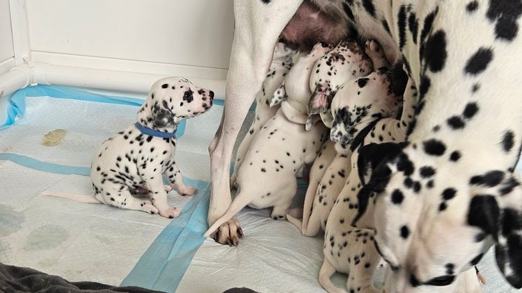 Perfect Scent Dalmatians