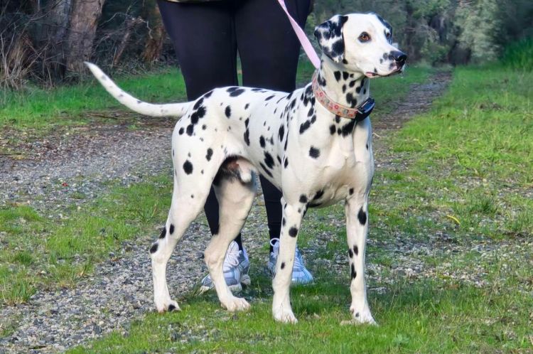 Perfect Scent Dalmatians