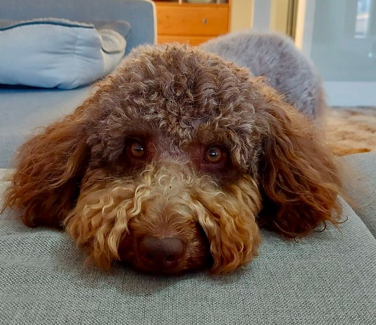 Family Dogs Victoria Poodle x