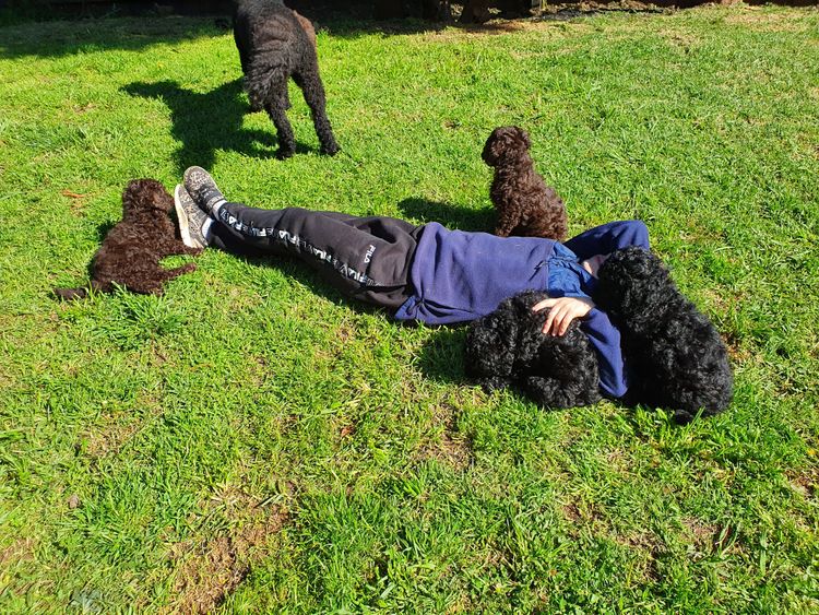 LilyBark Oodles - Groodles