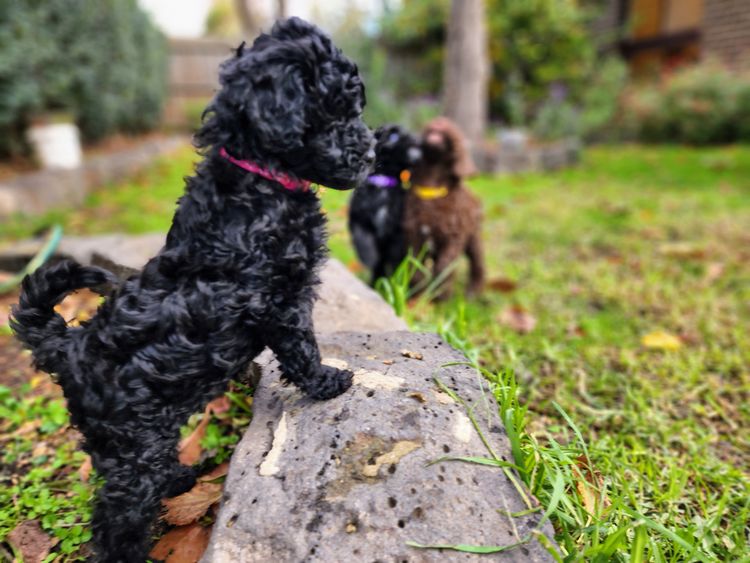 LilyBark Oodles - Groodles