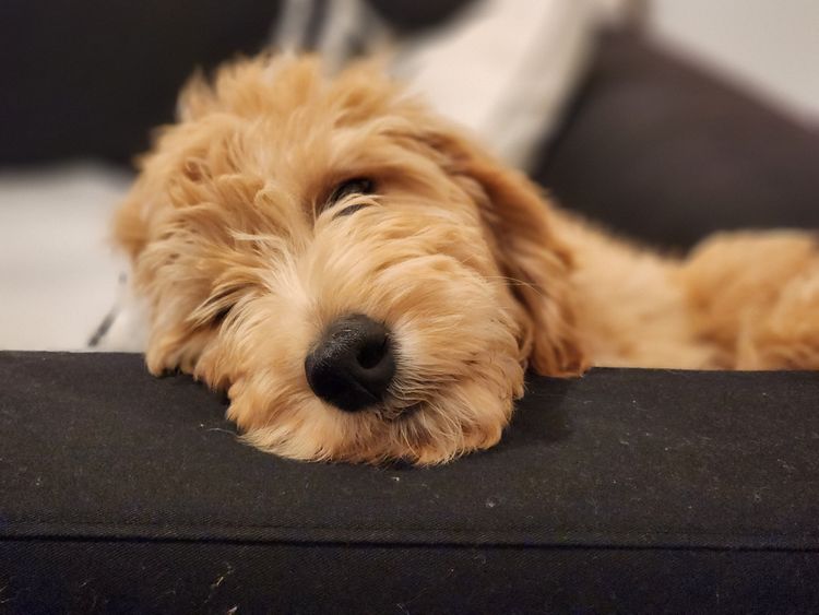 LilyBark Oodles - Groodles