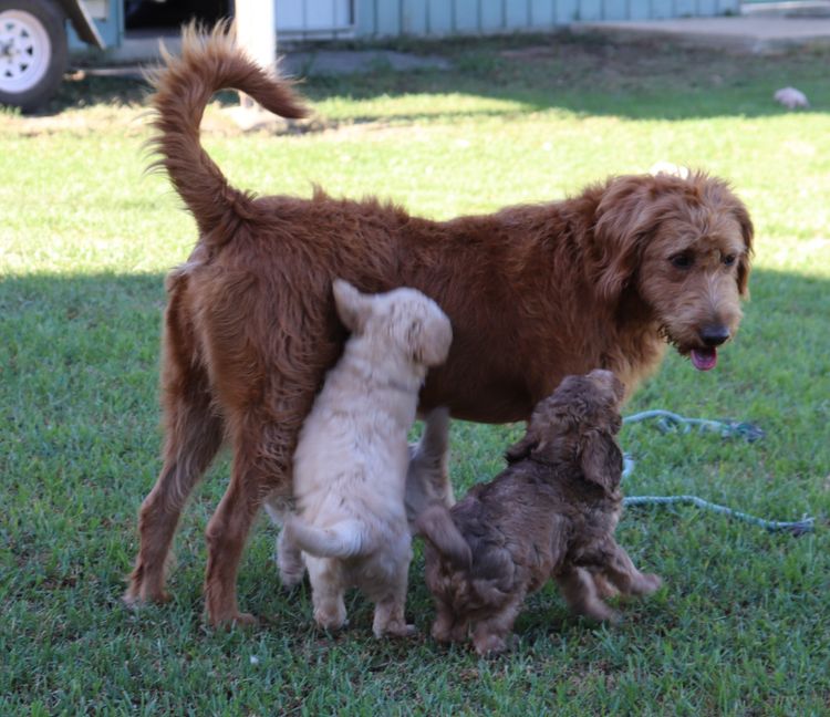 Springvalley Australian Labradoodles