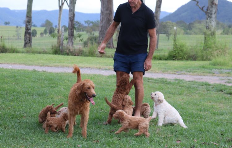 Springvalley Australian Labradoodles