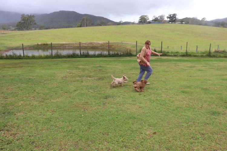 Springvalley Australian Labradoodles