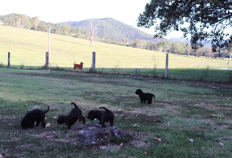 Springvalley Australian Labradoodles