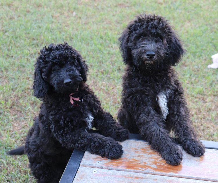 Springvalley Australian Labradoodles