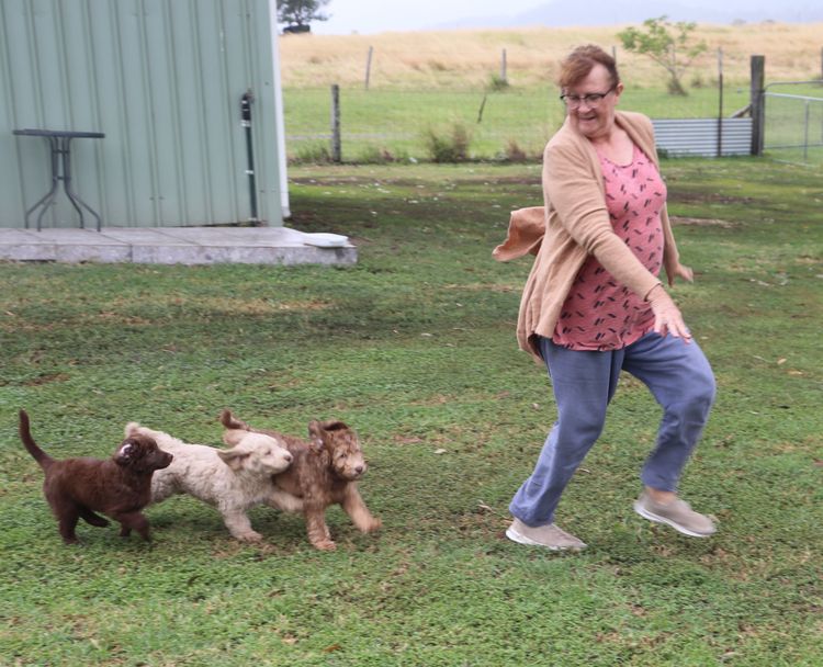 Springvalley Australian Labradoodles