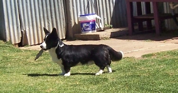 Llondee Welsh Cardigan Corgis