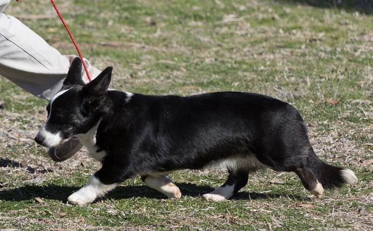 Llondee Welsh Cardigan Corgis