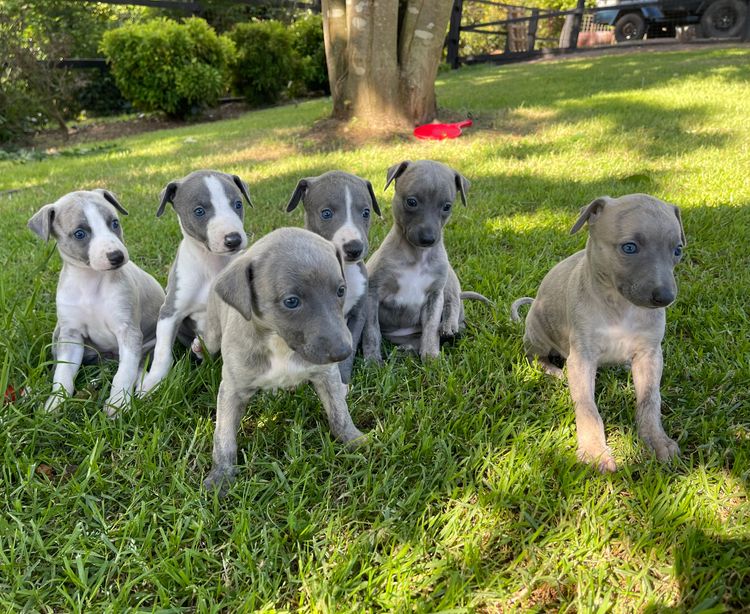 CASA Whippets