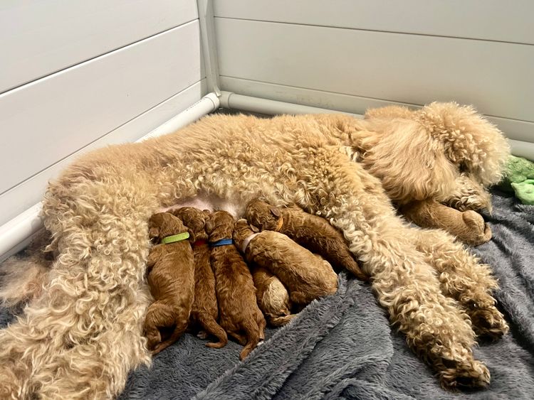 Sally's Litter - Standard Poodles