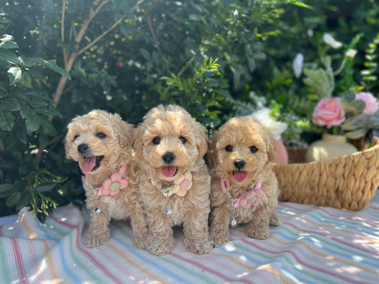 Loveable Puppies - Bichoodles