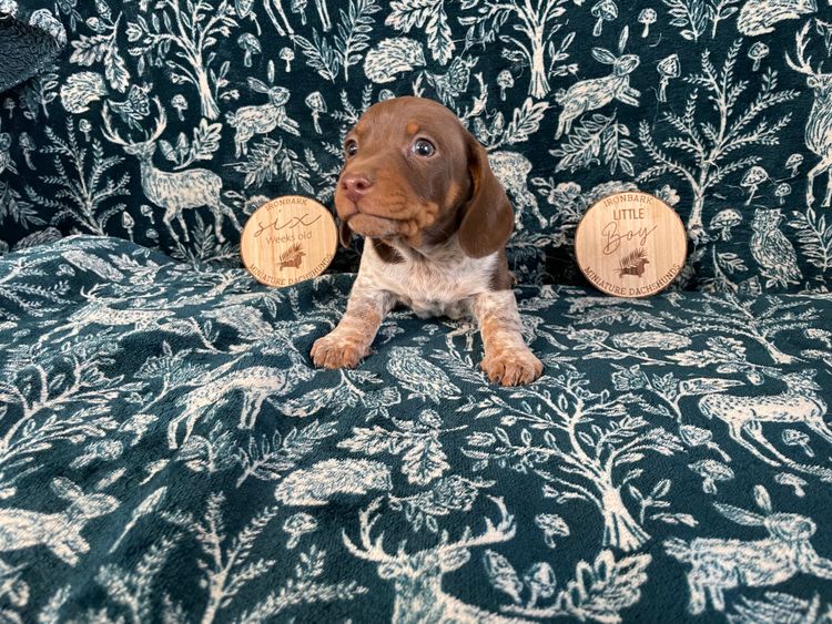 Ironbark Miniature Dachshunds