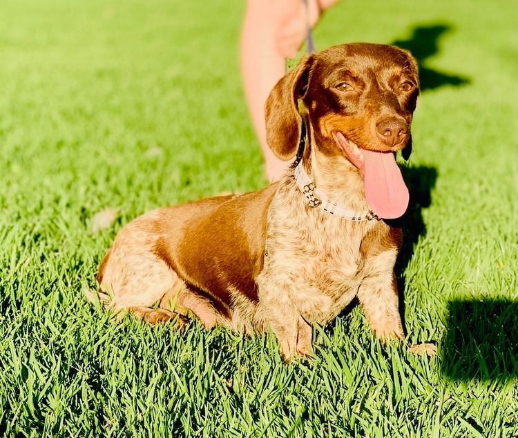 Ironbark Miniature Dachshunds