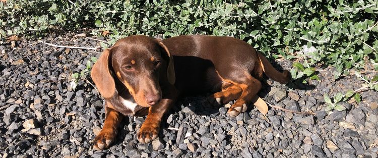 Ironbark Miniature Dachshunds