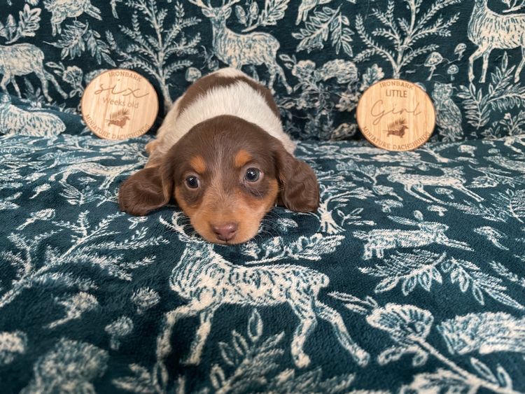 Ironbark Miniature Dachshunds