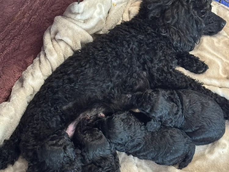 Jomana Toy Poodles