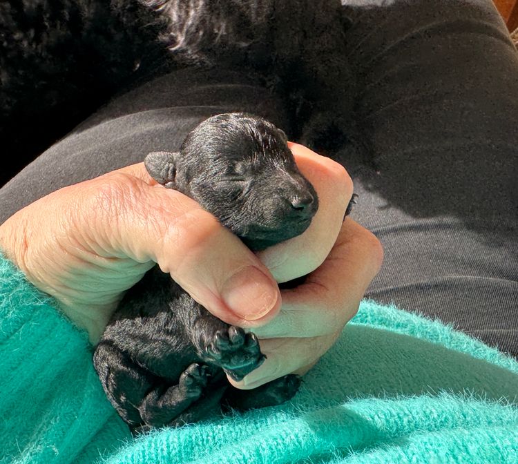 Jomana Toy Poodles