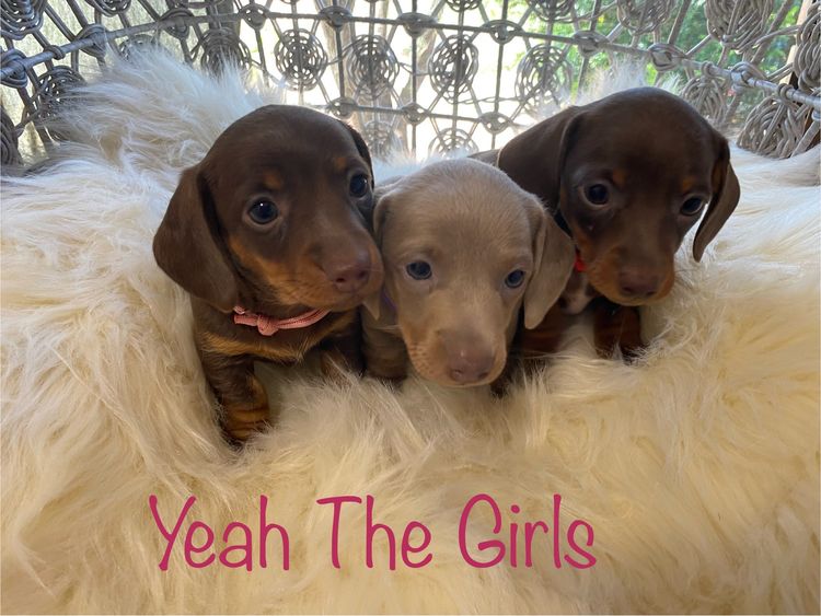 My Dachshund Family
