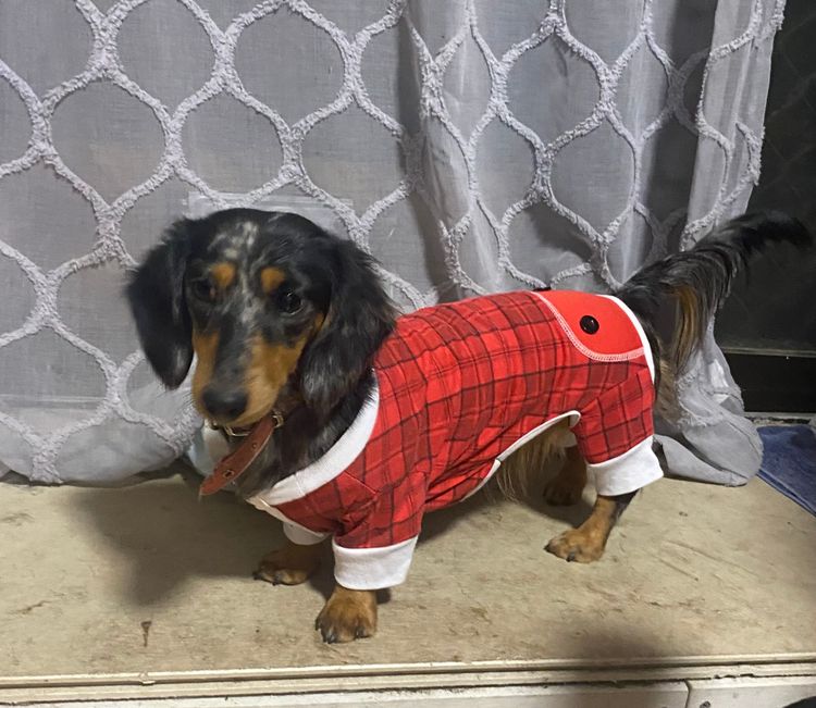 My Dachshund Family