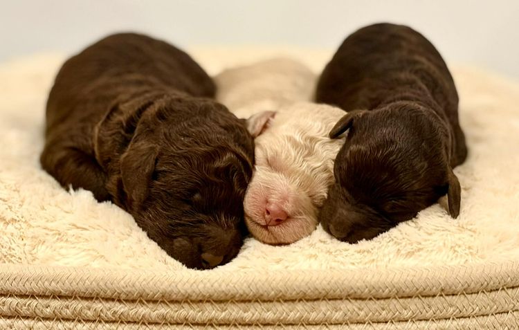Gentle Heart Mini Poodles
