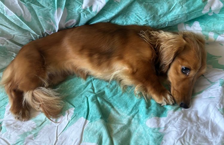 Dachnell Dachshunds Longhaired Miniature