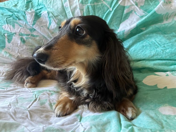 Dachnell Dachshunds Longhaired Miniature