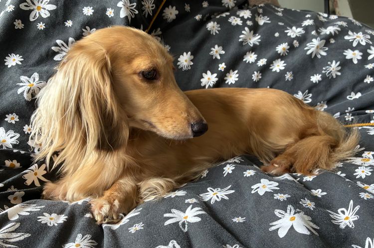Dachnell Dachshunds Longhaired Miniature
