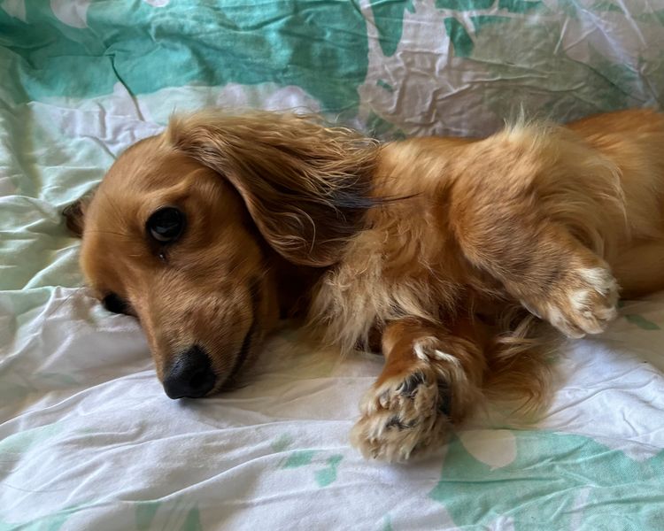 Dachnell Dachshunds Longhaired Miniature