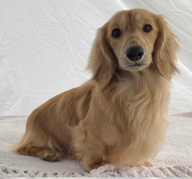 Dachnell Dachshunds Longhaired Miniature