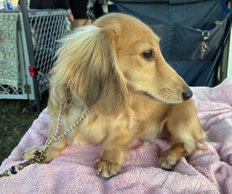 Dachnell Dachshunds Longhaired Miniature