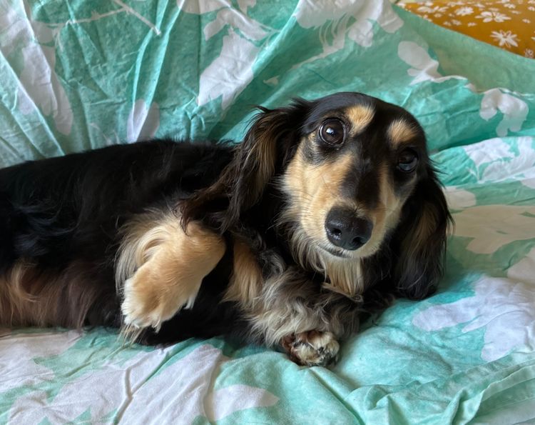 Dachnell Dachshunds Longhaired Miniature