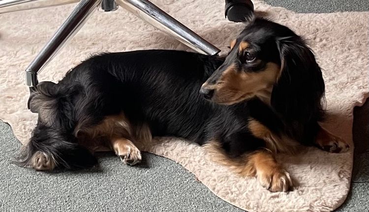 Dachnell Dachshunds Longhaired Miniature