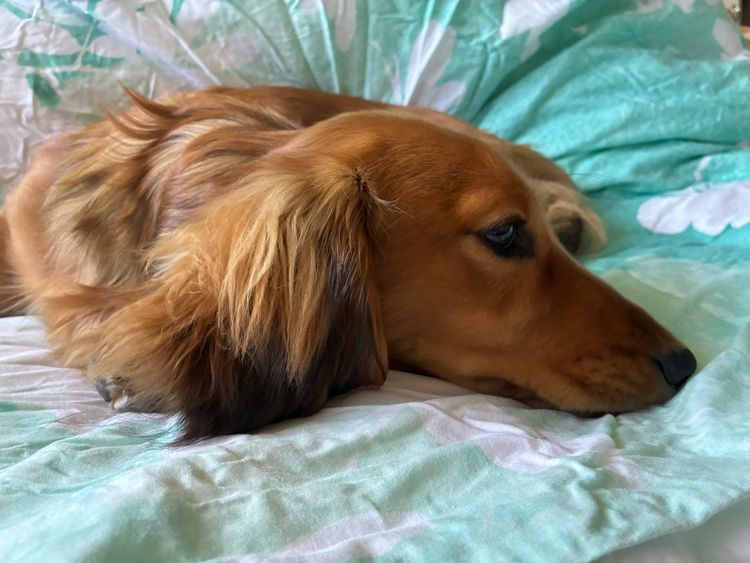 Dachnell Dachshunds Longhaired Miniature
