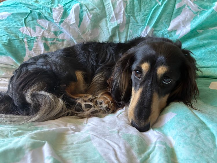 Dachnell Dachshunds Longhaired Miniature
