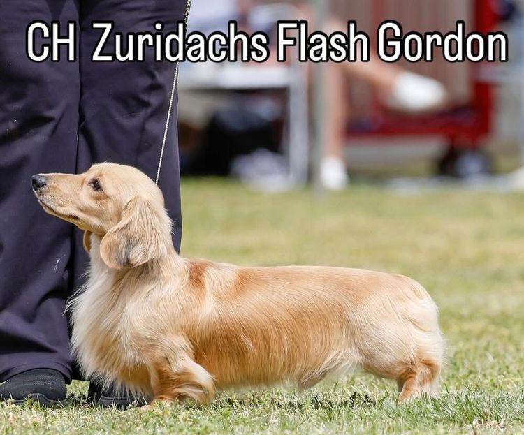 Dachnell Dachshunds Longhaired Miniature