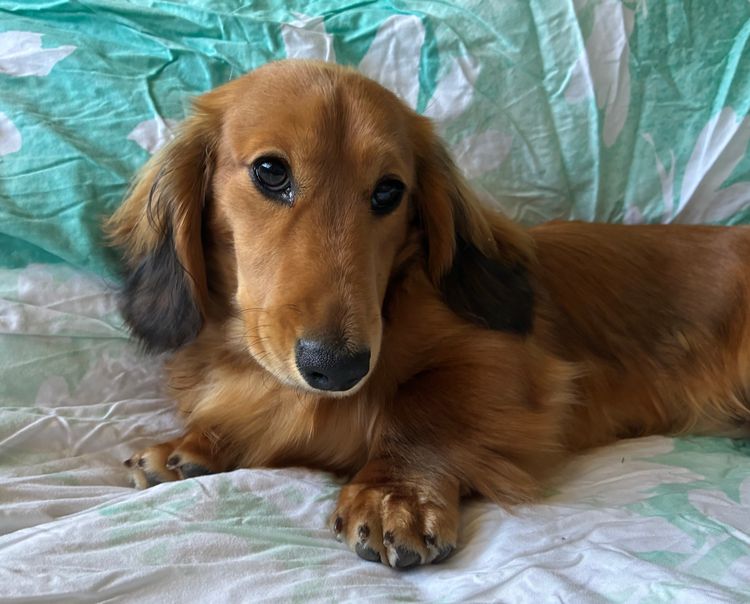 Dachnell Dachshunds Longhaired Miniature