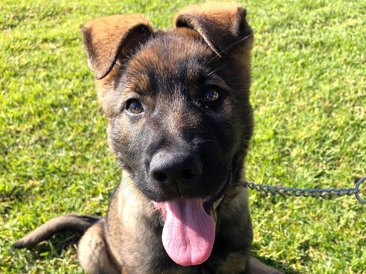 Riverlands Working Line German Shepherds
