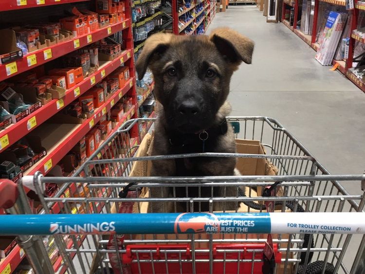 Riverlands Working Line German Shepherds
