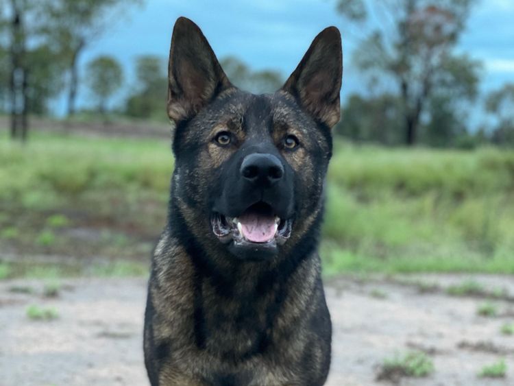 Riverlands Working Line German Shepherds