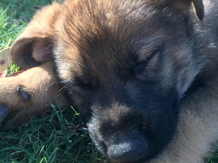 Riverlands Working Line German Shepherds