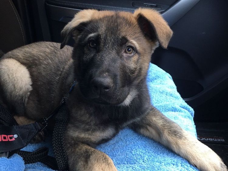 Riverlands Working Line German Shepherds