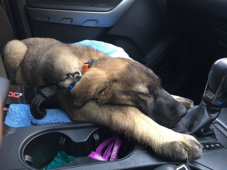 Riverlands Working Line German Shepherds