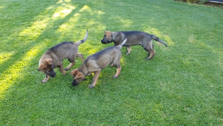 Riverlands Working Line German Shepherds
