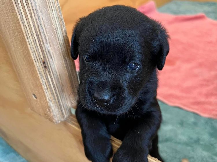 Haleana Labradors (ANKC Registered)