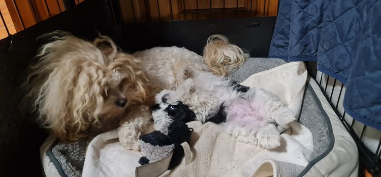 Shih Tzu Companion Breeder