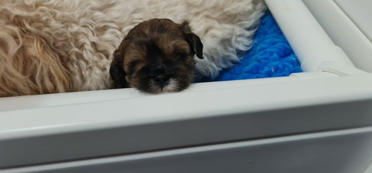 Shih Tzu Companion Breeder