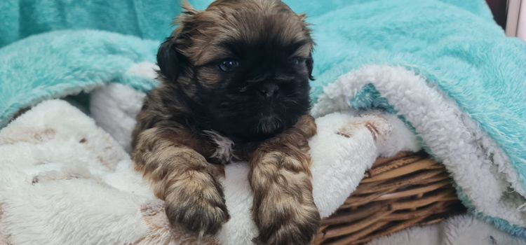 Shih Tzu Companion Breeder