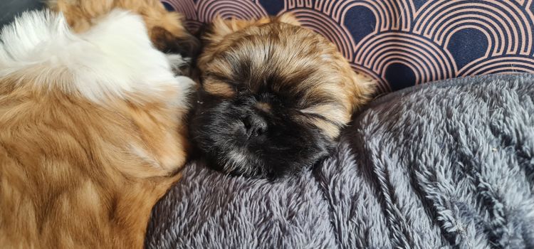 Shih Tzu Companion Breeder
